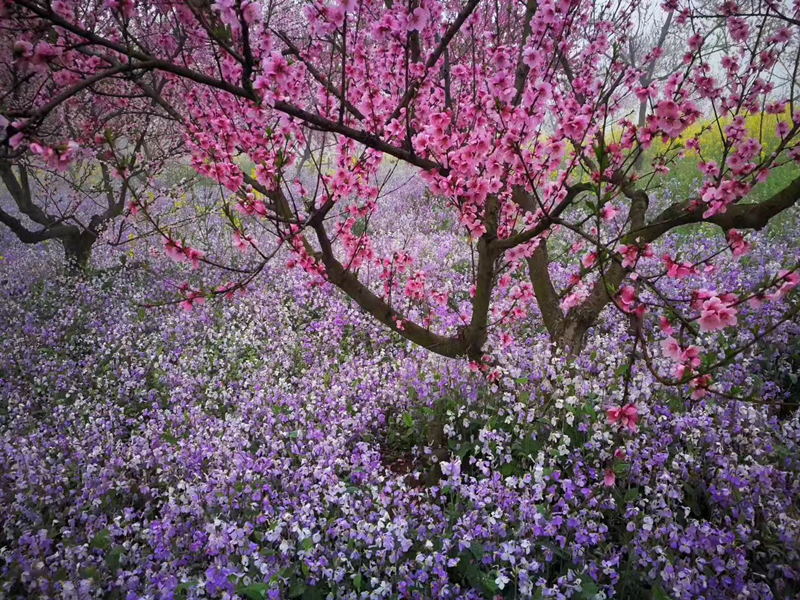 taoyuan