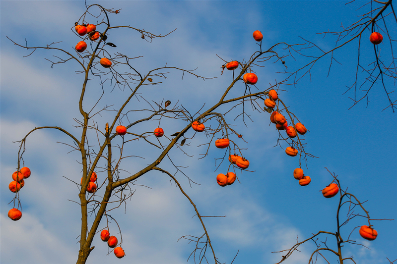 Persimmon Lin